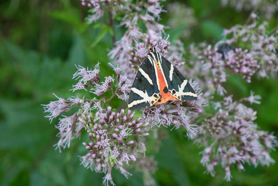 Schmetterling-Forchtenstein