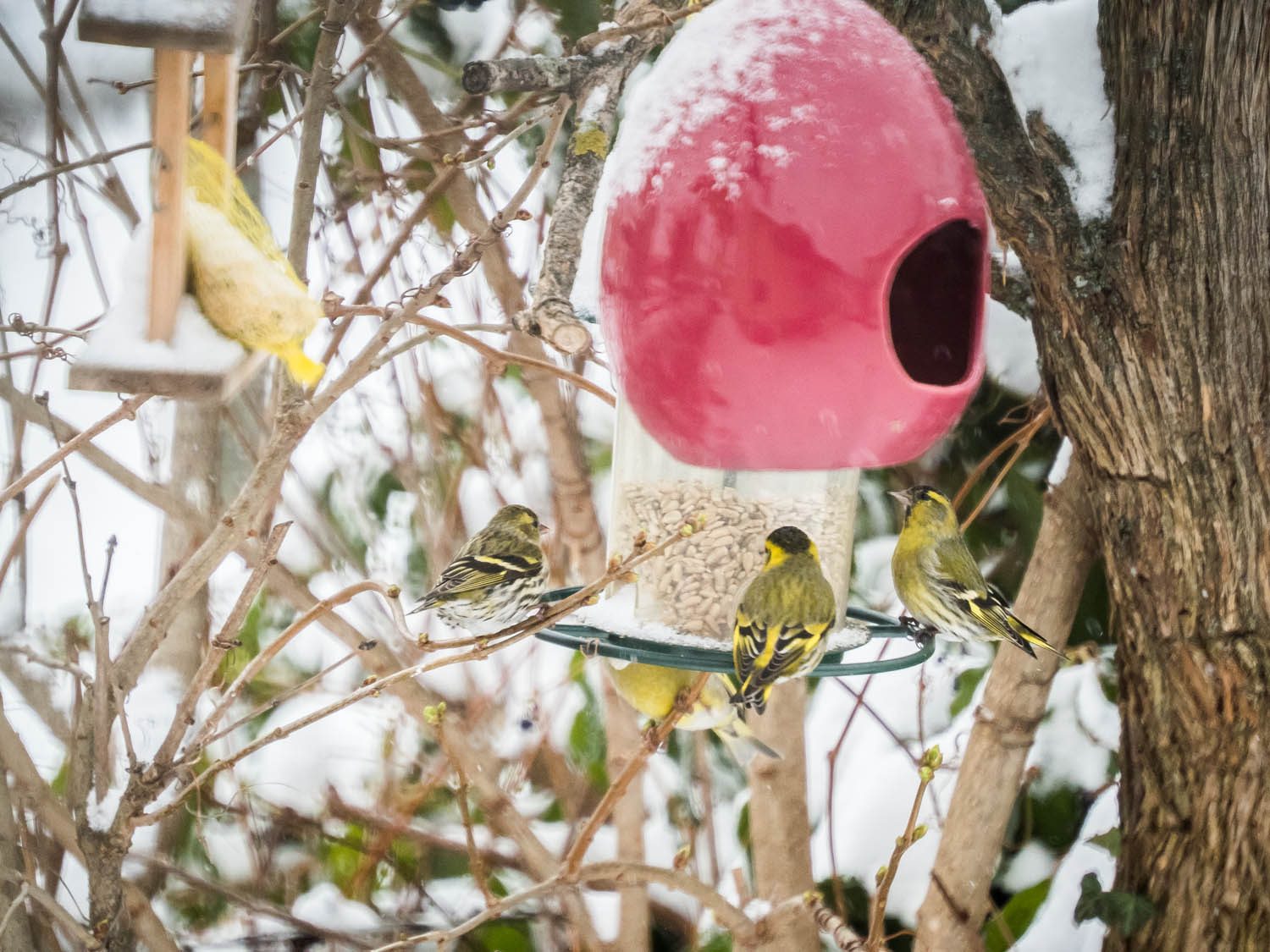 Vogelparade-Wintereinbruch-Burgenland