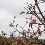 blühender Busch, bewegung und abnehmen 25.01.2015