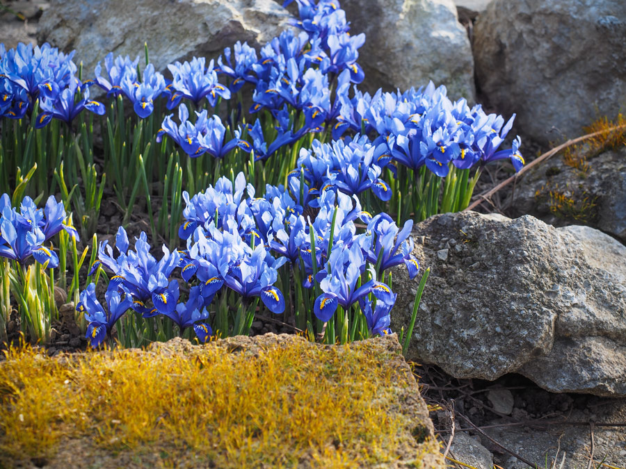 Fruehlingserwachen-Forchtenstein-Sonntag-Maerz-2015-07