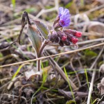 Nordic-Walking-Maerz-beim-Gaisbach-06