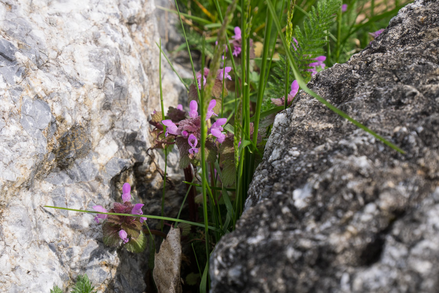 Blumen-Wegesrand-Forchtenstein-Nordic-Walking