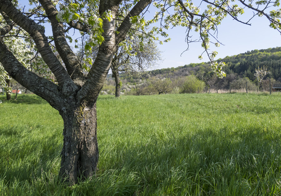 E-Bike-Forchtenstein-