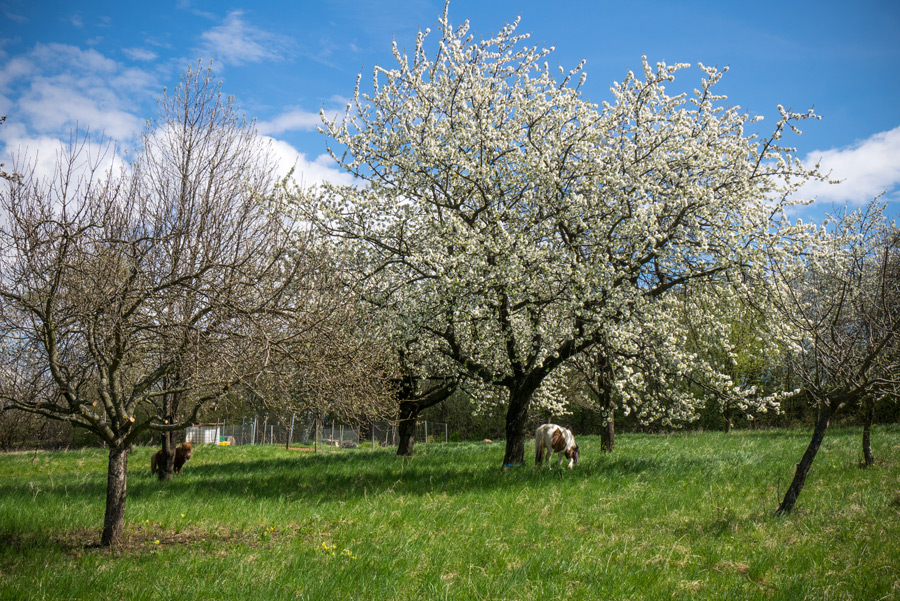 Nordic Walking, oder: Das Leben ist ein Ponyhof