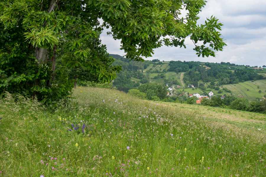 Blumenwiese-Forchtenstein