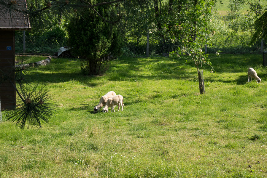 Schäfchen-Idylle