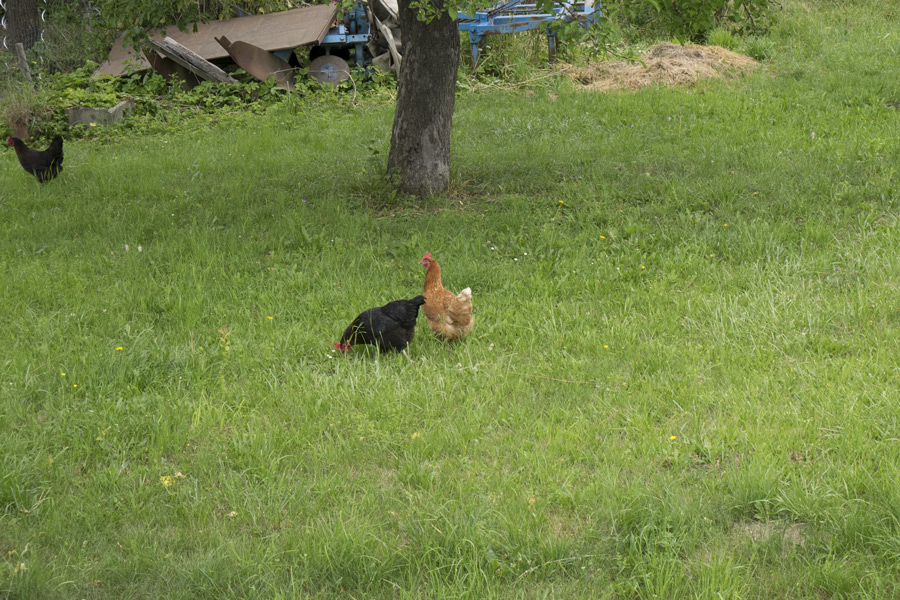 Nordic Walking mit Huhn und Katz