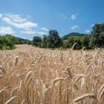 Nordic-Walking-zur-Burg-Forchtenstein