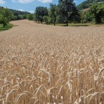 Nordic-Walking-zur-Burg-Forchtenstein