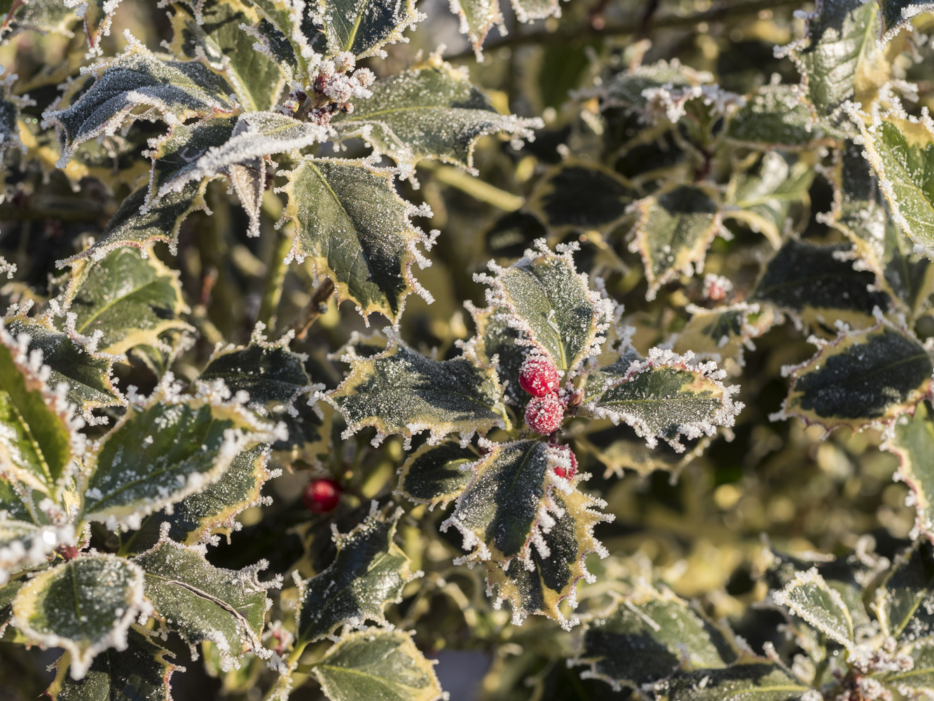 Schnee – schee!