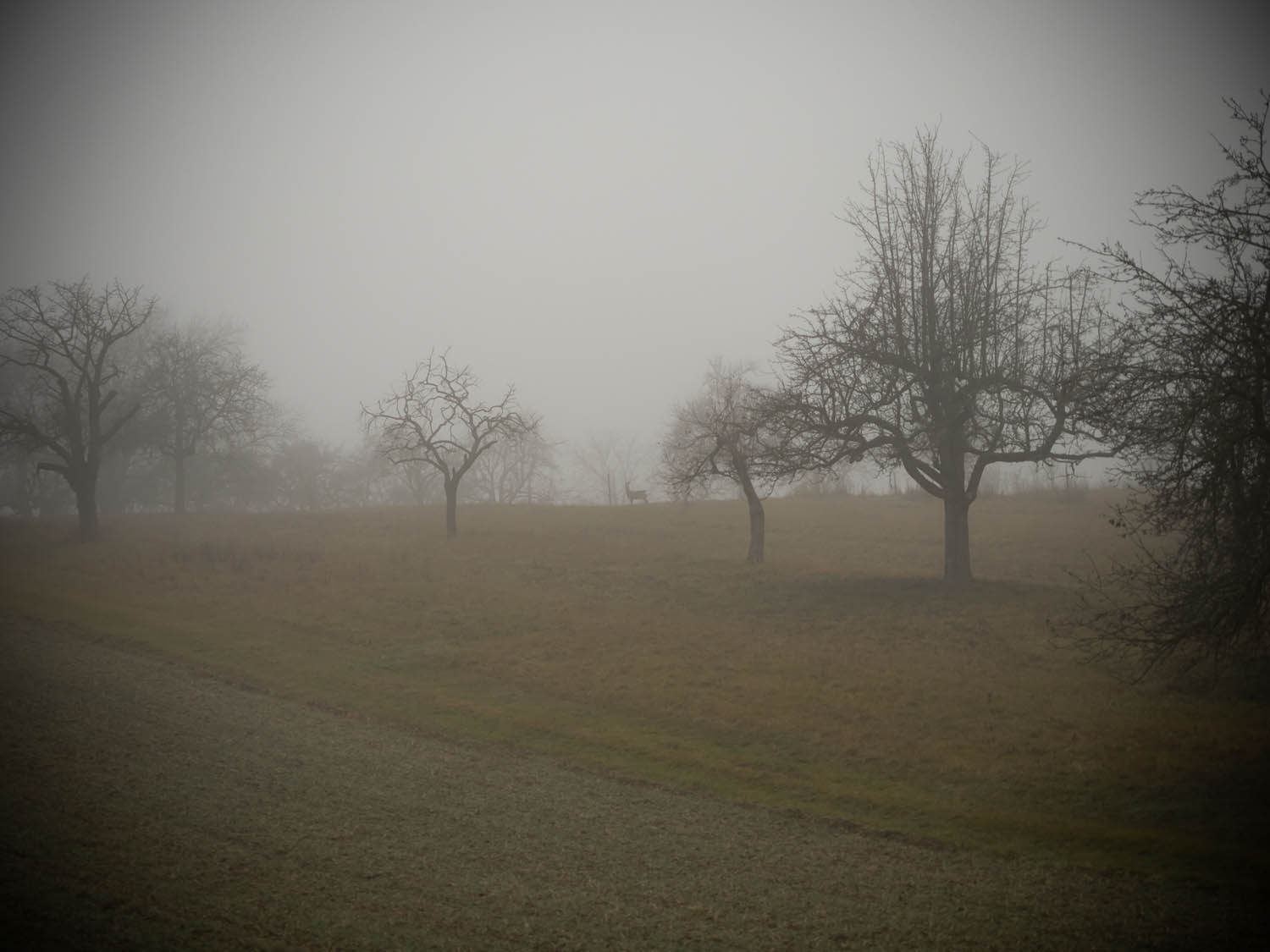 Nebelspaziergang  (mit Suchbild)