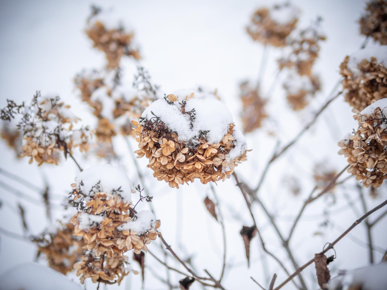 Schneefotos aus dem Garten