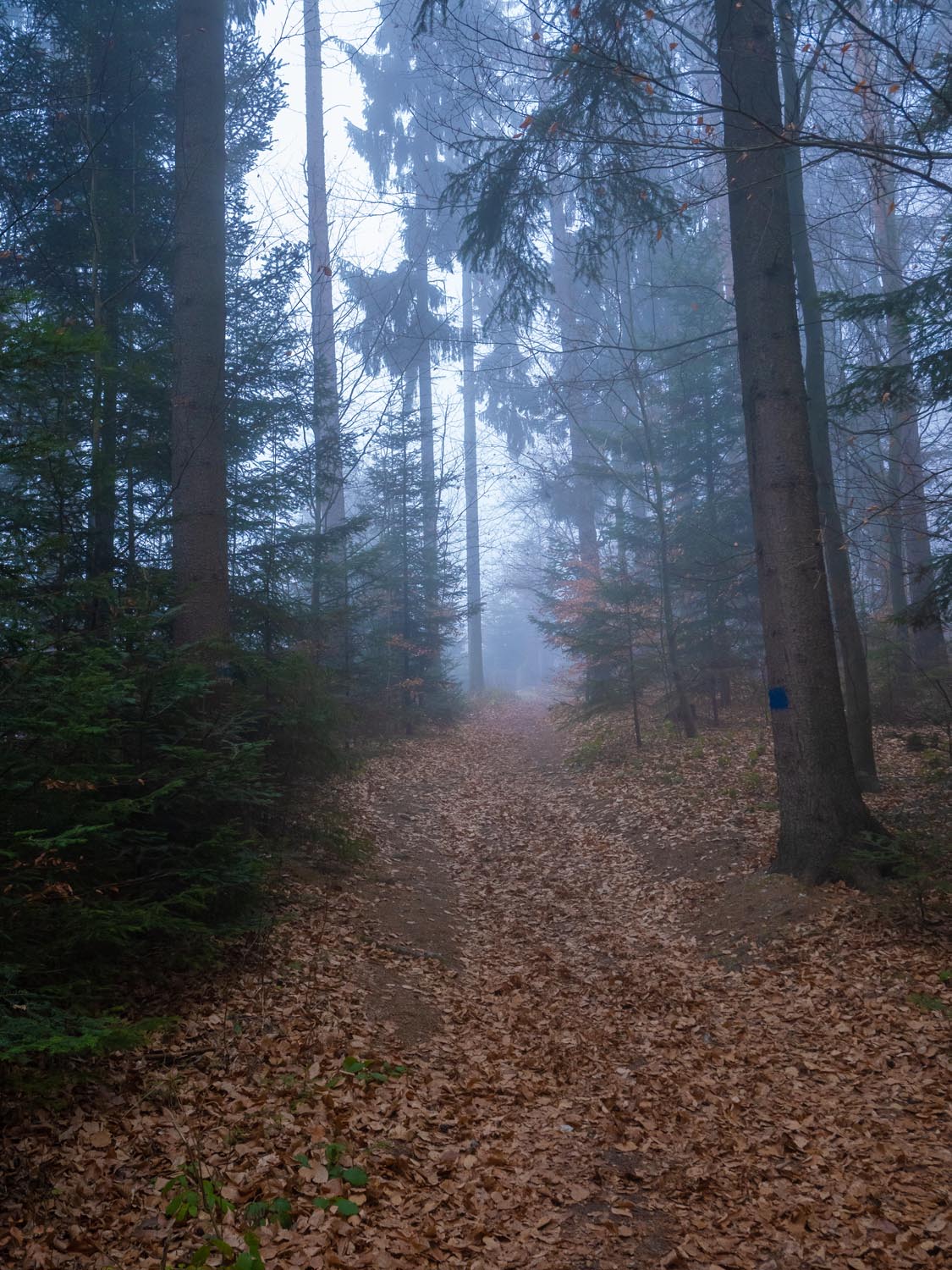 Waldspaziergang, mystisch